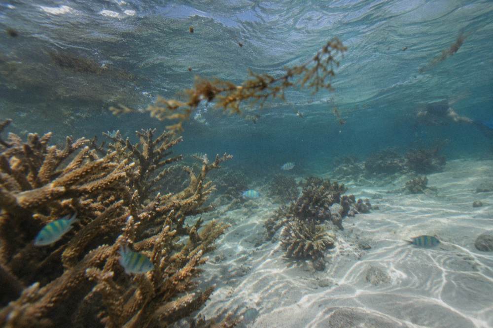 Underwater view of coral and tropical fish in clear shallow sea