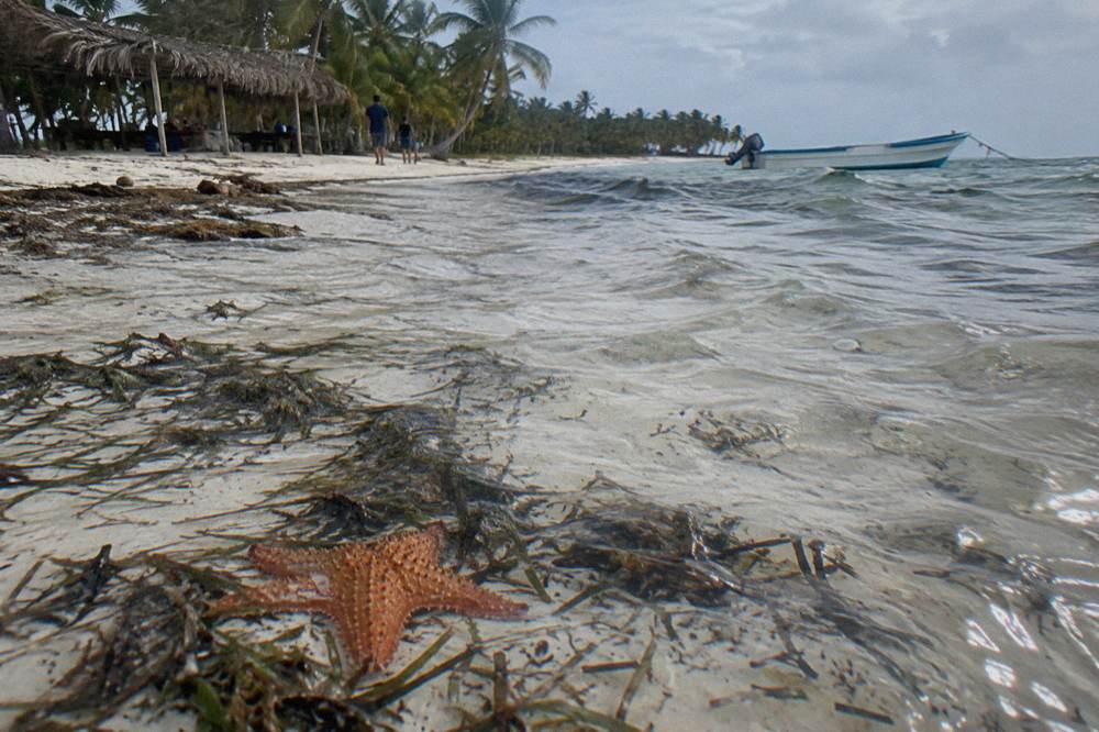 Starfish resting on pale sand in clear shallow water with sea grass patches
