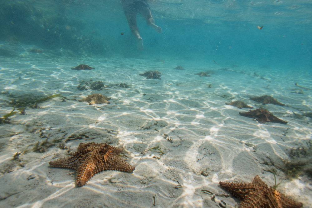 Shallow turquoise water of the Saona natural pool with starfish on the sandy bottom