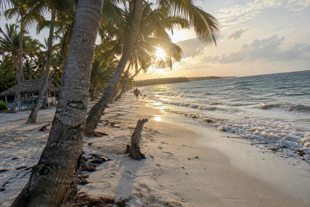 A line of palm trees along an empty white sand beach at golden hour with gentle waves
