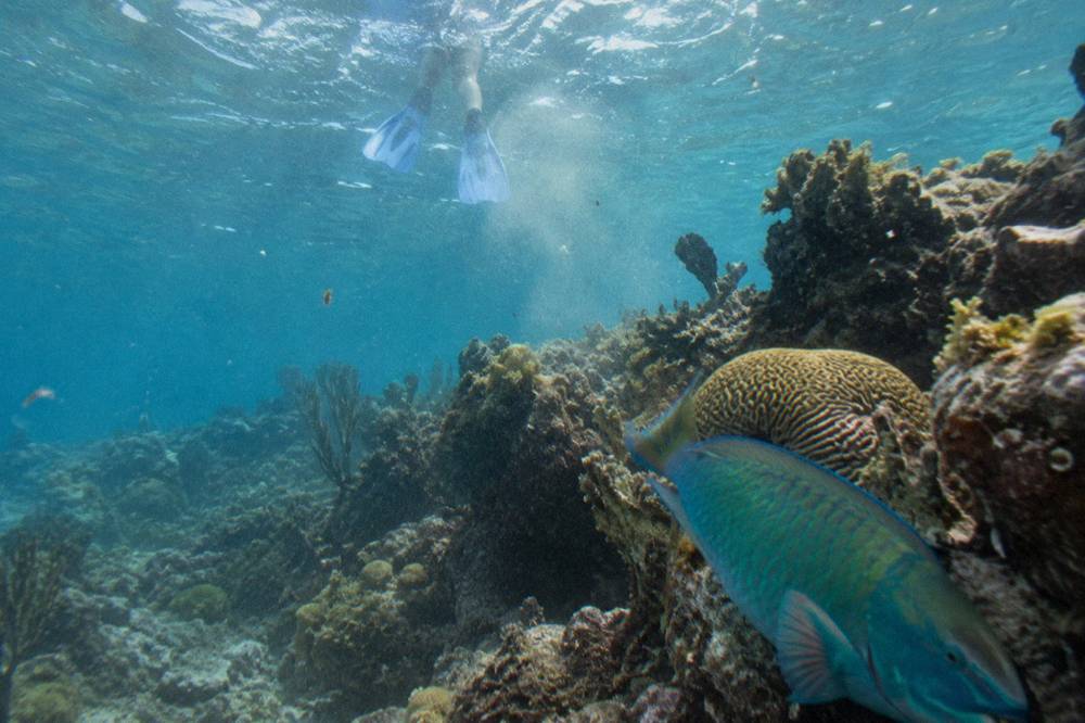 Snorkeler floating over a coral reef in clear shallow water