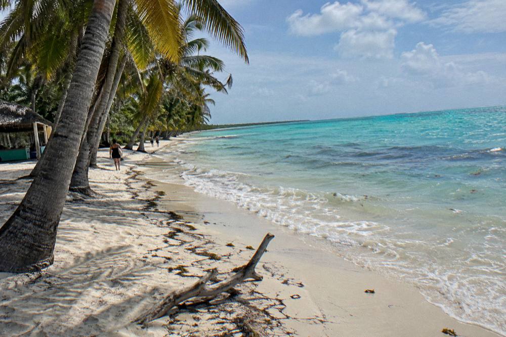 Empty palm-lined beach with calm turquoise water under a clear sky