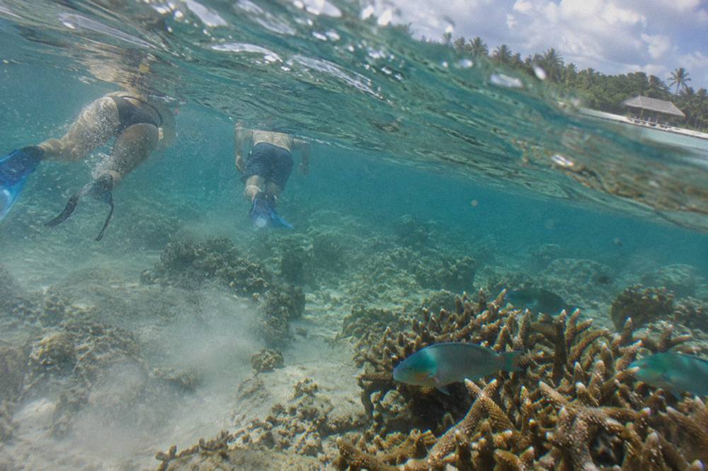Snorkelers floating above a shallow reef in clear blue water