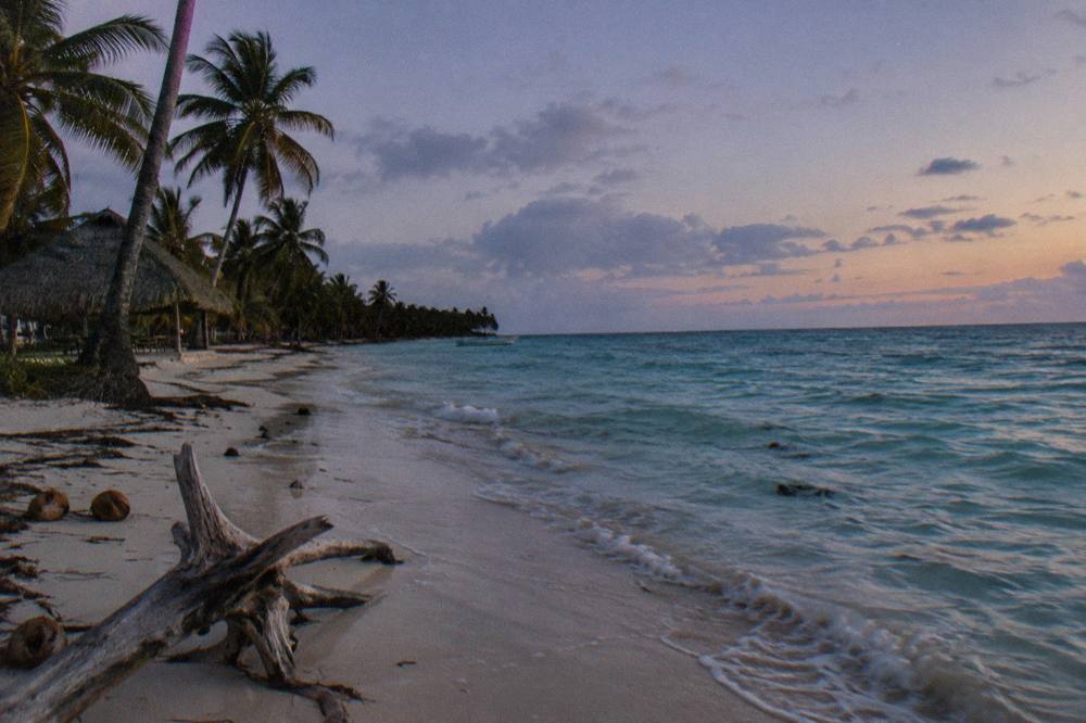 A palm-fringed white sand beach fading into calm turquoise shallows under a wide evening sky