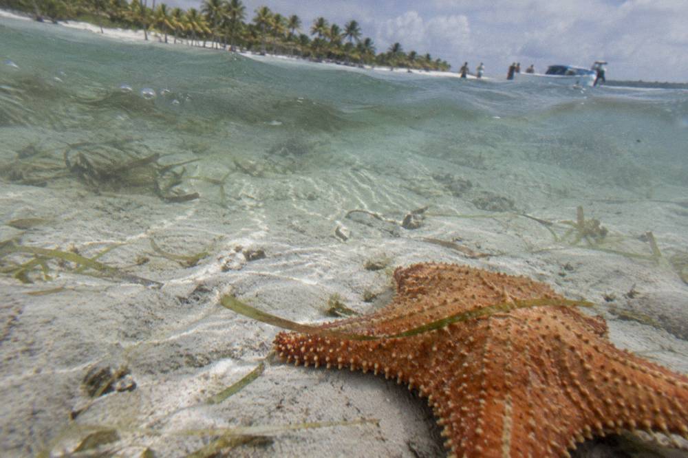 Orange starfish resting on pale sand in shallow clear water