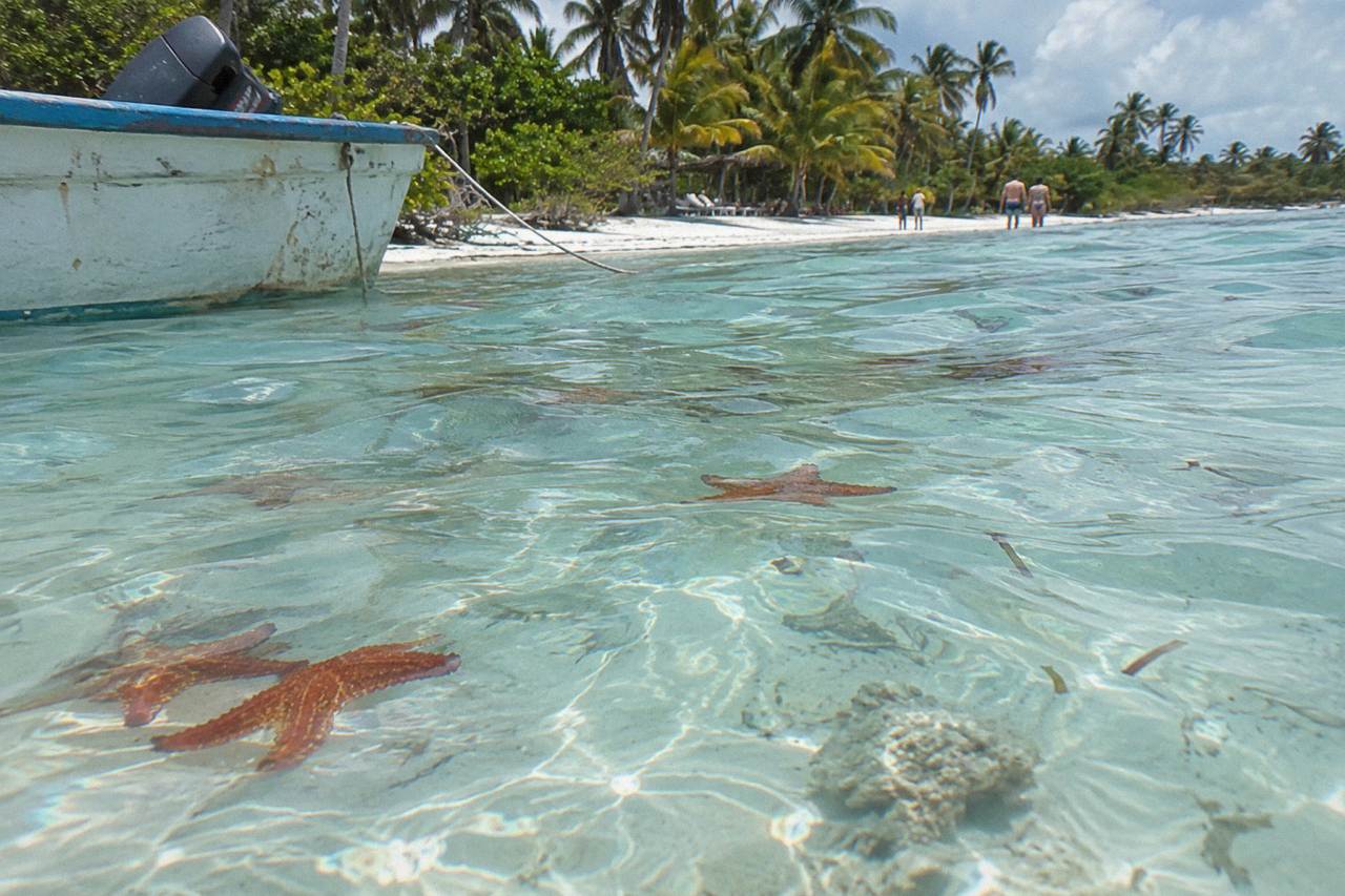Calm turquoise shallow water over a sandy bar with scattered starfish on the seabed