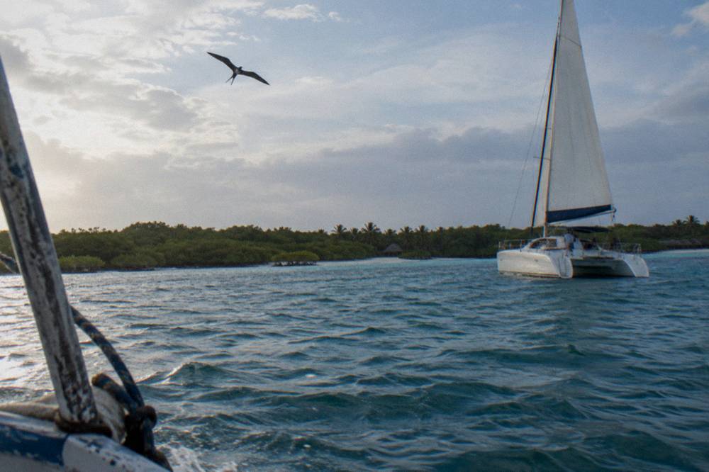 A catamaran under sail on calm blue water with a green island coastline beyond