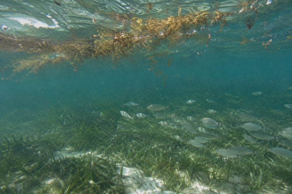 A school of small silver fish swimming over seagrass in clear water
