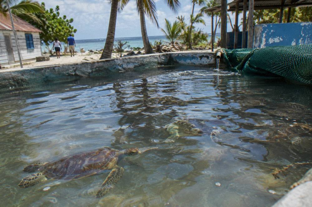 Shallow seawater tanks holding young sea turtles at a small island hatchery