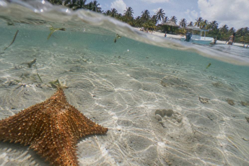 Shallow clear water over a sandbar with a starfish resting on the sandy bottom